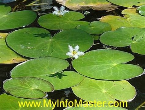 Top 5 Most Beautiful Aquatic Flowers In The World My Info Master