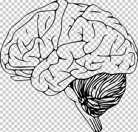 Human Brain Png Clipart Black And White Brain Brains Brainstem