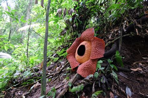 Worlds Largest Flower—rafflesia—recorded In West Sumatra