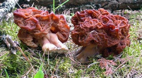 Gyromitra Esculenta Top 10 Most Poisonous Mushrooms In The World