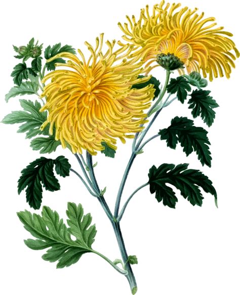 Chrysanthemum 2 Openclipart