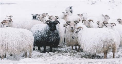 Icelandic Sheep Breed Information History And Facts