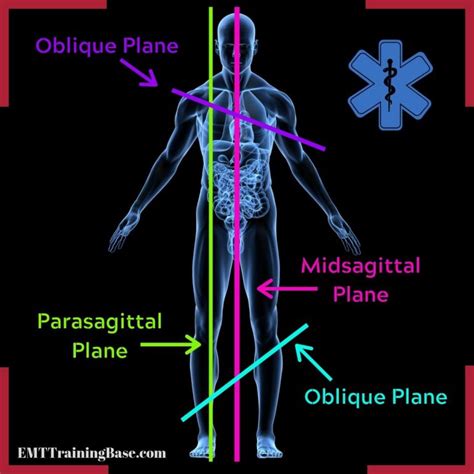 Anatomical Planes And Directional Terms Emt Training Base