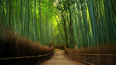 Hutan Bambu wallpaper - backiee