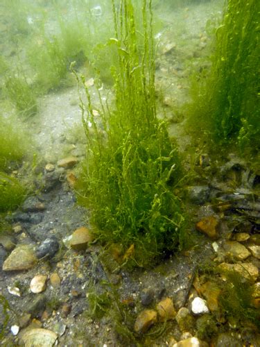 Ulva Intestinalis Marine Algae Of Cape Cod Massachusetts And Adjacent
