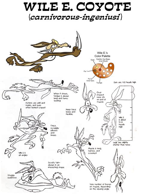 Wile E Coyote Model Sheet Coyote Cartoon Character Design Looney