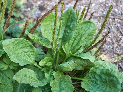 Plantain Weed Benefits Side Effects And Uses