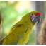 Parrot Free Stock Photo  Public Domain Pictures