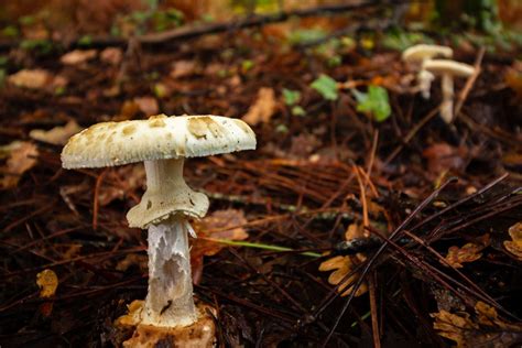 Top 6 Edible Wild Mushrooms In Michigan