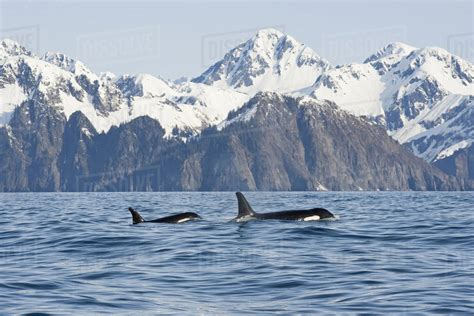 Killer Whale Or Orcas Orcinus Orca Cow And Calf Swimming In