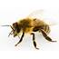 Bees  J & L Pest Control