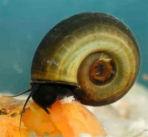 Ramshorn Snails Detailed Guide Care Diet And Breeding Shrimp And