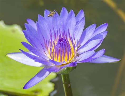 Water Lily Stock Image Image Of Garden Flora Meditation 39734165