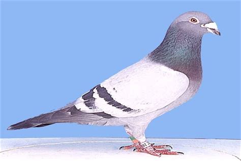 Фото і характеристика порід голубів з описом | Господарство