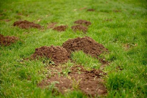 Small Holes In Lawn Overnight Causes And How To Fill Them