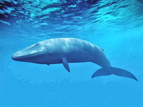 Blue Whale Wild Life Planet