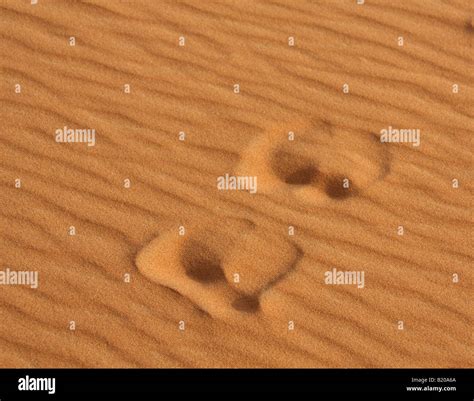 Camel Footprints In The Sand Stock Photo Alamy