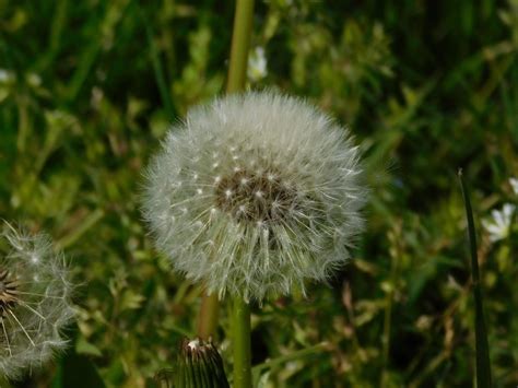Dandelion With White Seeds Free Image Download