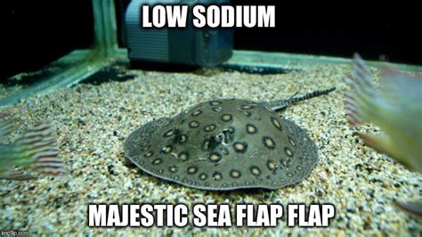 Low Sodium Majestic Sea Flap Flap Imgflip