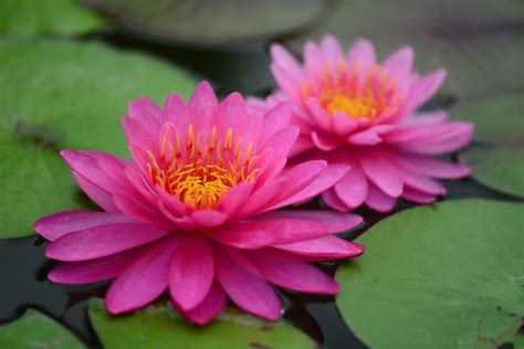 We offer you for free download top of lotus flower image free pictures. Lotus Wallpapers Full HD Free Download