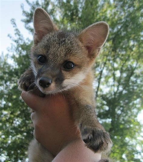 Gray Fox Kit ♥ Well Hello There Wittle Cutie Animals Grey Fox Fox
