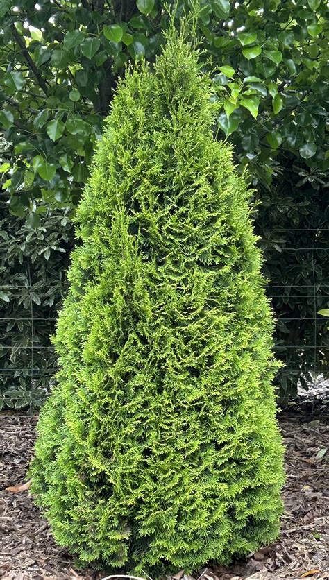 Thuja Occidentalis ‘smaragd Mount Gambier Garden Centre