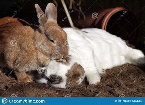 Two Rabbits One Animal Is Sleeping Stock Image Image Of Little