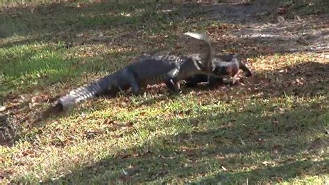 Must See Caught On Camera Epic Fight Between Alligators Florida