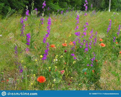 Beautiful Multicolored Summer Meadow With Red Poppies And Purple And