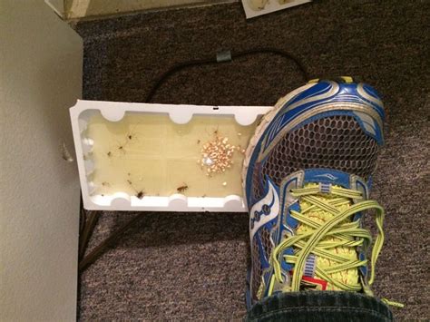 How To Remove Glue Trap From Shoe · Share Your Repair