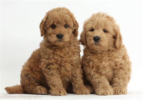 Dogs Cute F1b Goldendoodle Puppies Photo Wp37273