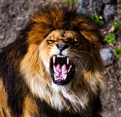 6128 Angry Lion Stock Photos Free And Royalty Free Stock Photos From