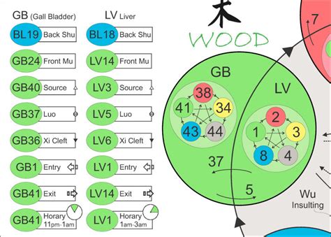 Five Element Acupuncture Theory Points Poster 24 X 36