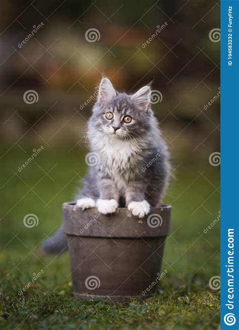 Cute Kitten In Flower Pot Stock Photo Image Of Focus 194583232