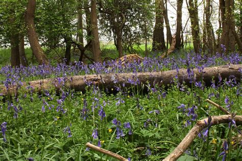 Bluebell Wood Bluebell Wood Near Huntingdon Chris Talbot Flickr