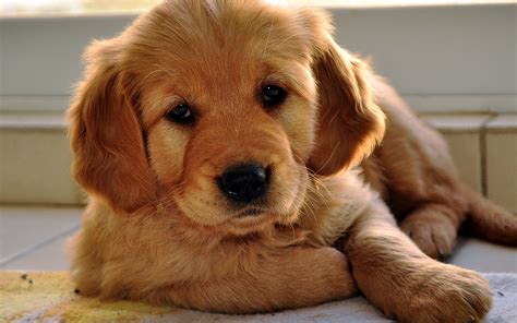 There are difficulties inherent in training a puppy, regardless of breed. Golden Retriever - All Big Dog Breeds