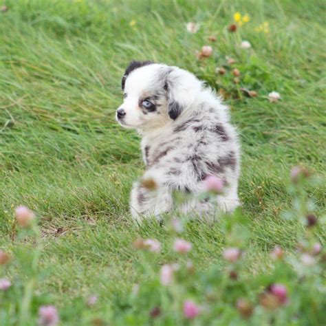 5 Facts About Miniature Australian Shepherds Greenfield Puppies