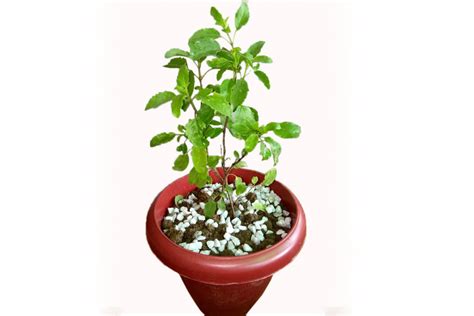Buy Tulsi Plants Online In Delhi Ncr India Green Decor