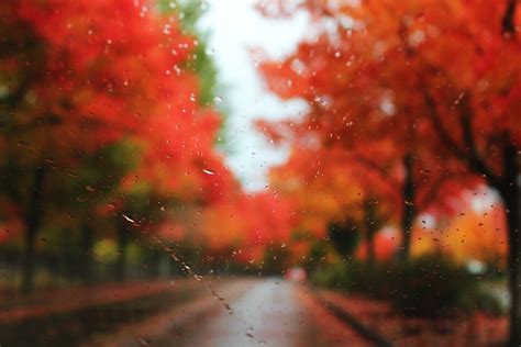 42 Rainy Fall Wallpaper