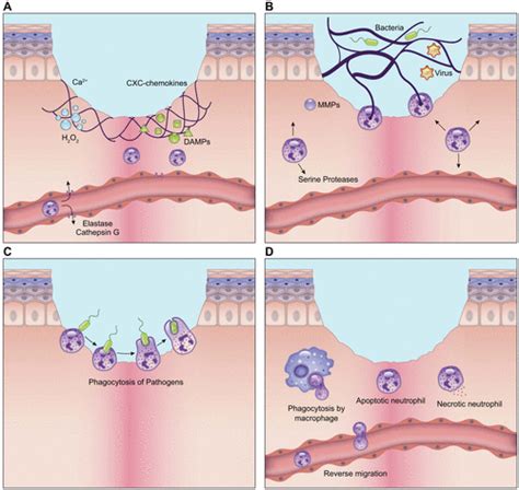 Wound Healing A Cellular Perspective Physiological Reviews