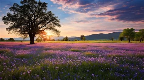 Premium Ai Image Tranquil Sunrise Over Lush Purple Flowers In Provence