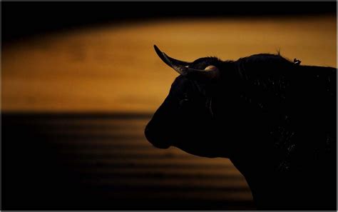 Bull Wallpapers HD Wallpaper Cave