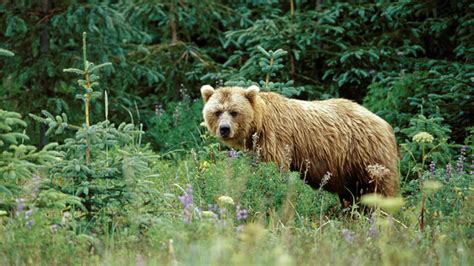 Montana Fwp Euthanizes Two Bears For Food Conditioning
