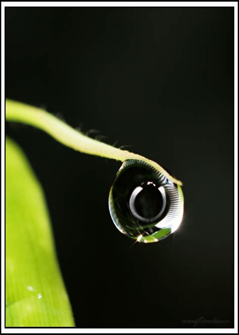 Water Drop Macro Water Drop In Macro Photography Taken At Faiz