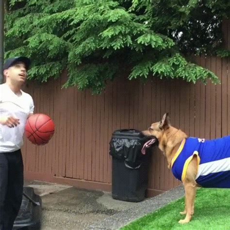 Dog Knows How To Play Basketball Rs