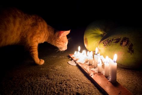 Curious Cat Near Candles It S A Tradition To Light Candles Flickr