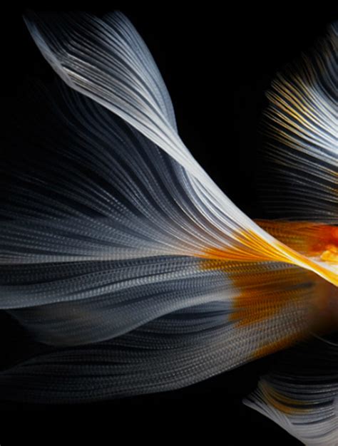 صفحتي Still Life Fish Photography By Hiroshi Iwasaki