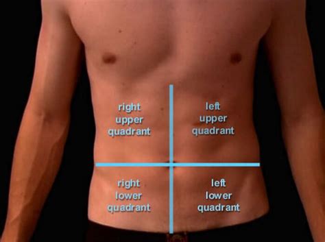 Location And Pictures Of Different Organs In The Abdomen Updated In