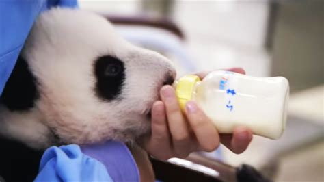 Hand Feeding A Newborn Baby Panda Panda Babies Bbc Earth Youtube