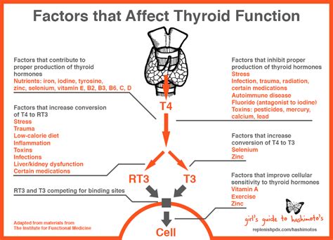 Factors That Affect Thyroid Function Girls Guide To Hashimotos